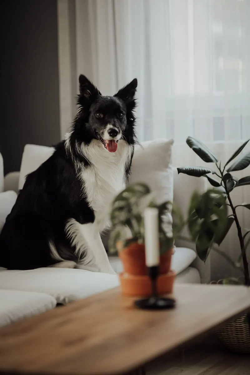 Happy dog sitting on a couch in a bright clean home