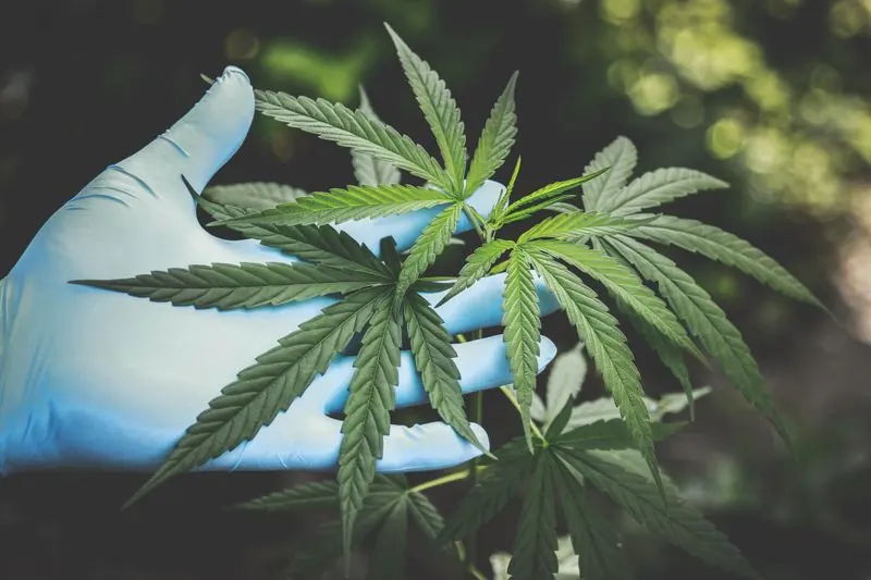 Cannabis plant fan leaves held in a gloved hand