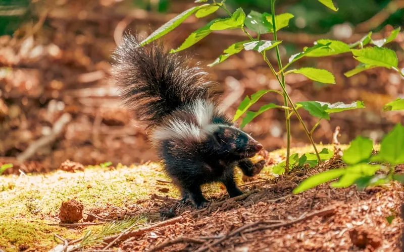 A striped skunk in the wild, the source of stubborn skunk spray odor
